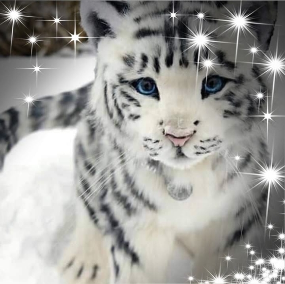 whitetigertak